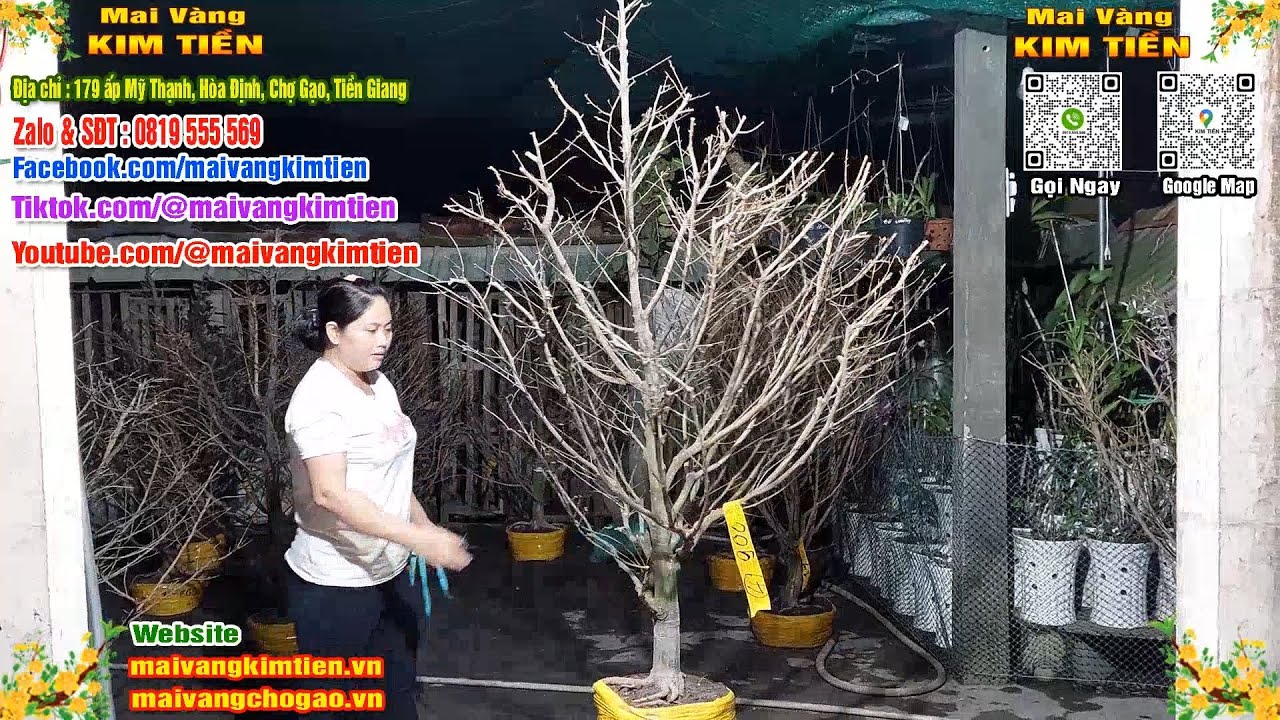 MS #561 - Mai Vàng Giảo Hạt Thủ Đức Tàng Đẹp Nhiều Nhánh Giá 900k - Mai Vàng Kim Tiền Chợ Gạo
