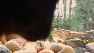 Dinosaur Buffet  S04E06  Spook!