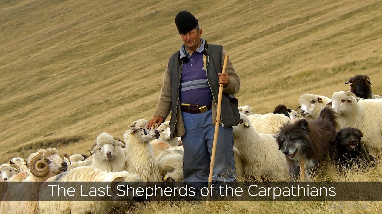 The Last Shepherds of the Carpathians