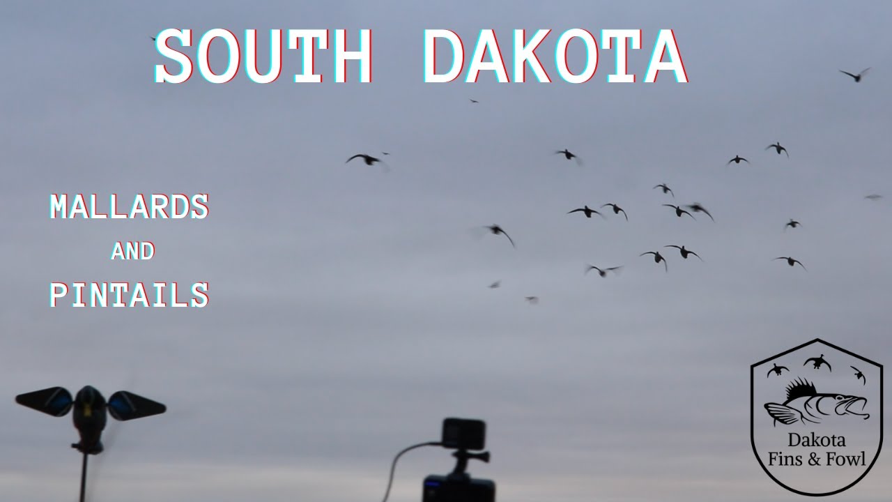 South Dakota Field Hunt (Pintails & Greenheads)