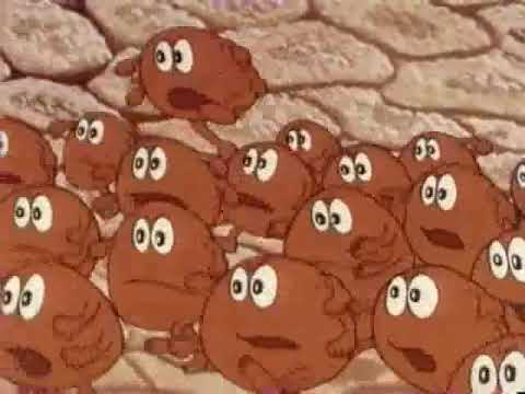 Era Uma Vez O Corpo Humano Ep14 A Cadeia da Vida