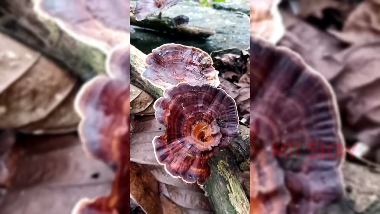 மரக் கட்டைகளில் வளரும் காளான்|mushroom|