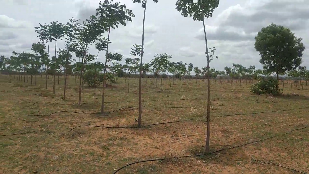 P1058) Farm Land Plot for sale 2178 Squae Yards near Jadcherla (M