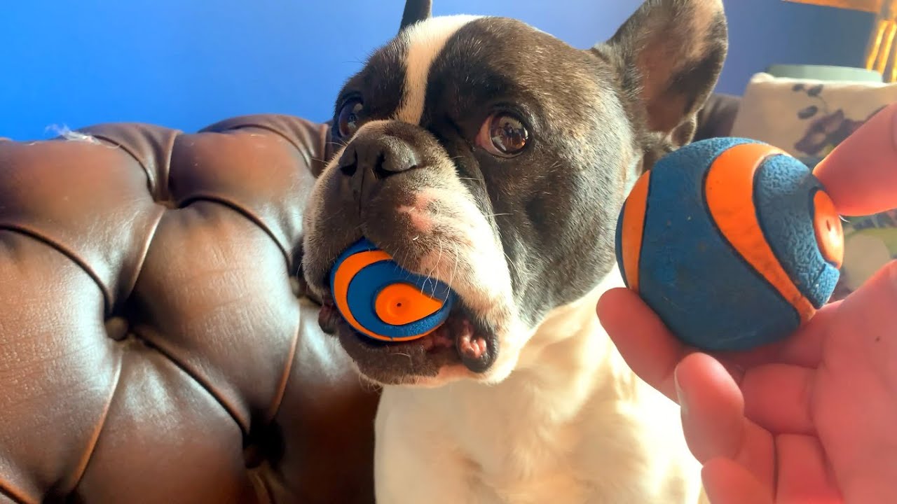 5 ridiculous things all French Bulldog owners can relate to! (Part 5)