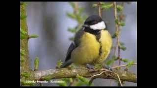 Ptaki Polski - Wiosenne Odgłosy Ptaków;``Skowronek(Feldlerche)``,``Kowalik(Kleiber)``i inne ...