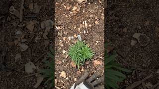 Rosemary Plants. (Thanks! Charlie @Candu Farm). Fairway Farms, California, Woods. Cincinnati, OH.