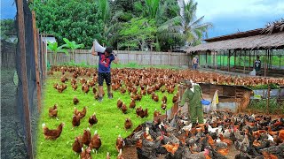 KUANZISHA MRADI HURIA WA  KUFUGA KUKU 'KROILER' 'KIENYEJI' [ FREE RANGE POULTRY/CHICKEN FARMING ]