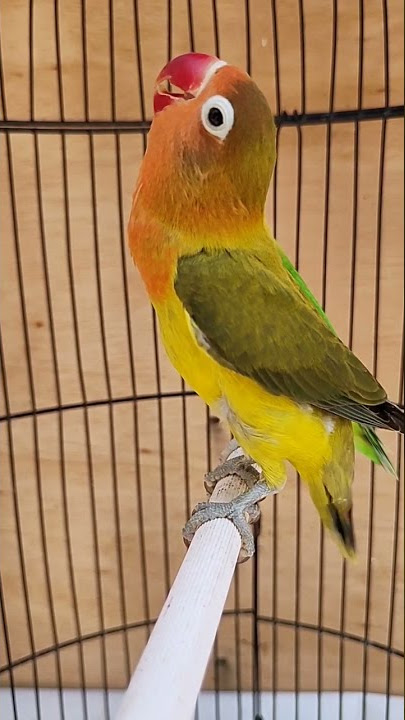 LOVE BIRD PAUD FIGHTER WARNA EWING GREEN CALON DURASI PANJANG