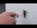 Massive House Spider in Japan #1.5 (Reading your comments!) [Kiwi In Japan 034]