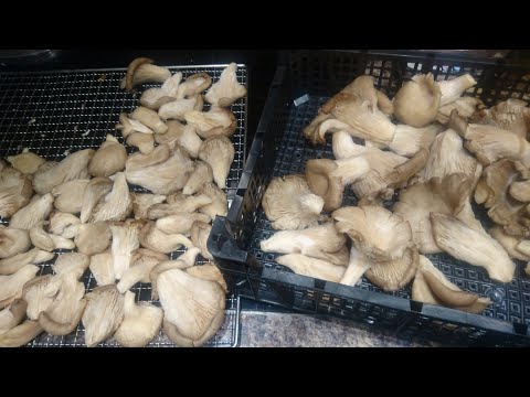 How to preserve oyster mushroom for an extremely long time