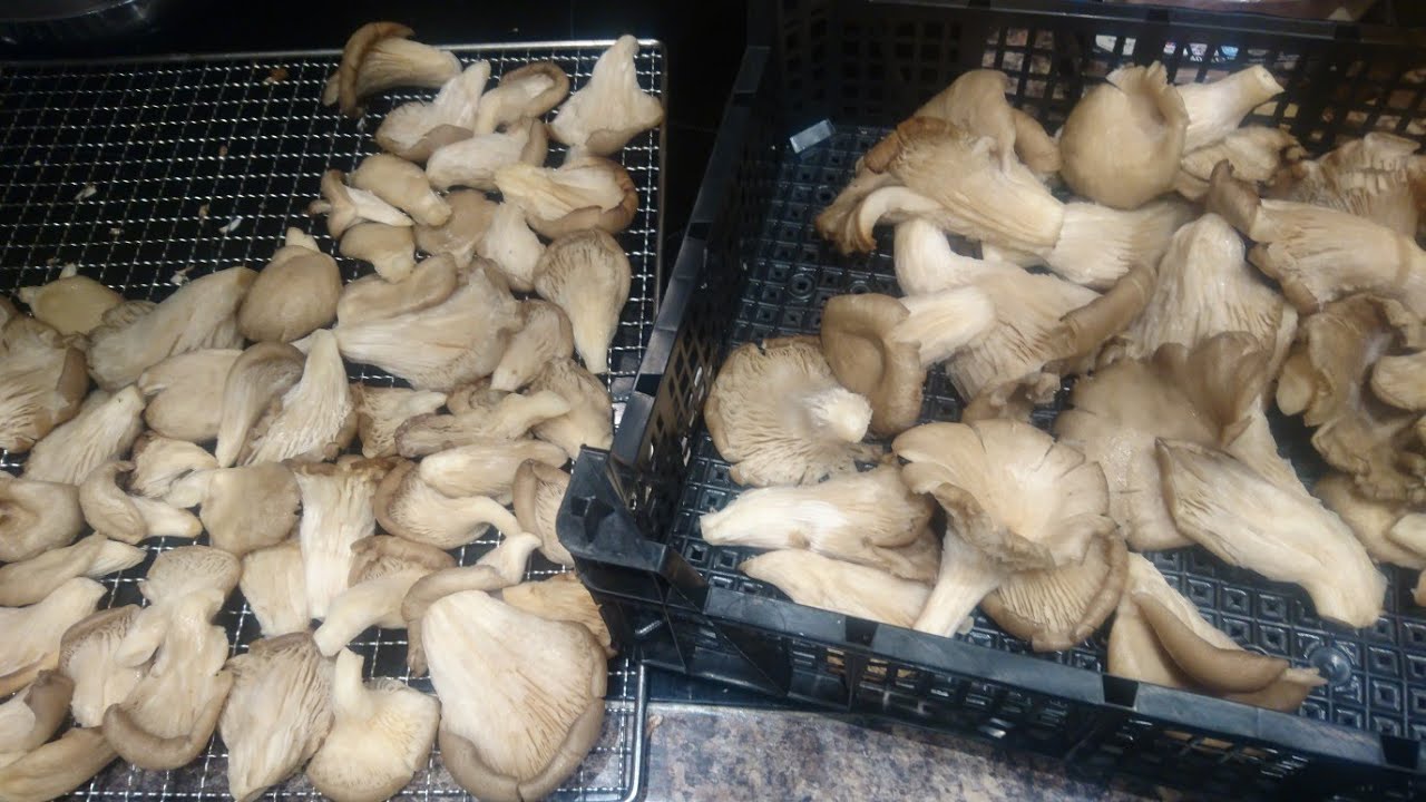 How to Store Oyster Mushrooms The Kitchen Community