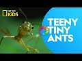 Macro Photography and Weaver Ants