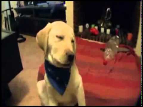 ძაღლს ეძინება