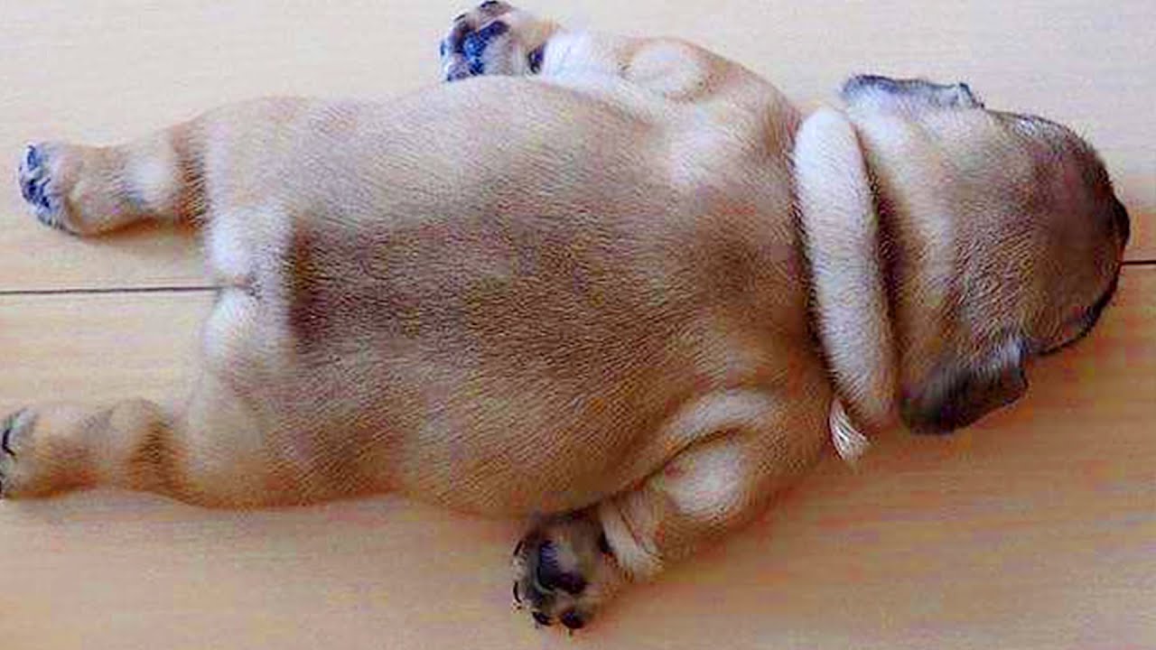 FRENCH BULLDOG PUPPIES 🐶 Cute and Funny French Bulldogs doing funny Things # 01 (2021)