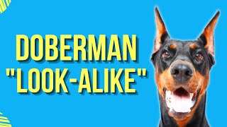 9 DOGS THAT LOOK LIKE DOBERMANS (Copycats!)