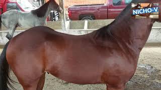 LOS CABALLOS FINOS Y LOS MAS BARATOS DEL RANCHO LAS TABLAS.