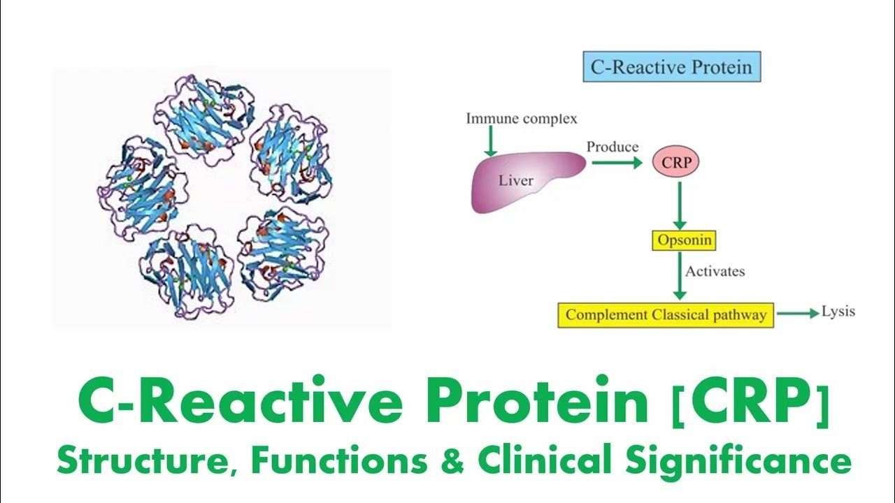 c-reactive-protein-crp-structure-functions-clinical-significance
