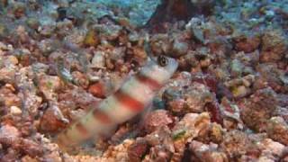 Fiji 2