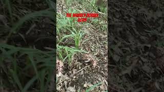 Abandon railroad part 3!   (The Wobbly Bobbly￼)   #abandoned