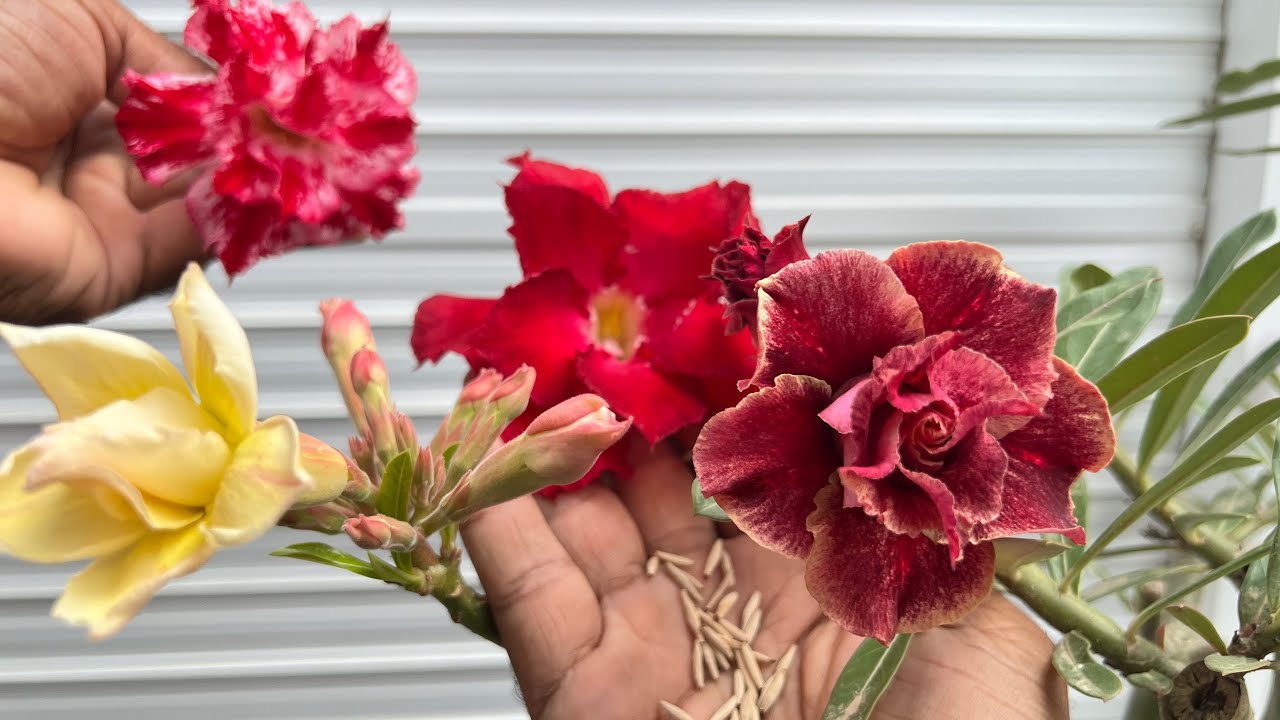 O grande segredo que ninguém diz para ter sucesso com as rosa do deserto em 2026 vídeo 01