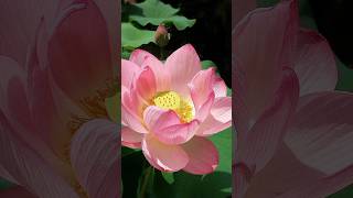 Flower love wallpaper #lotus #wallpaper #flowerslover