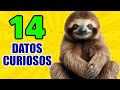 14 Curiosidades Que NO SABIAS Hace 5 Minutos ⏰ Osos Perezoso, Flamencos [Episodio Nº12]