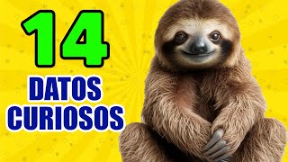 14 Curiosidades Que NO SABIAS Hace 5 Minutos ⏰ Osos Perezoso, Flamencos [Episodio Nº12]