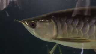 RTG Arowana