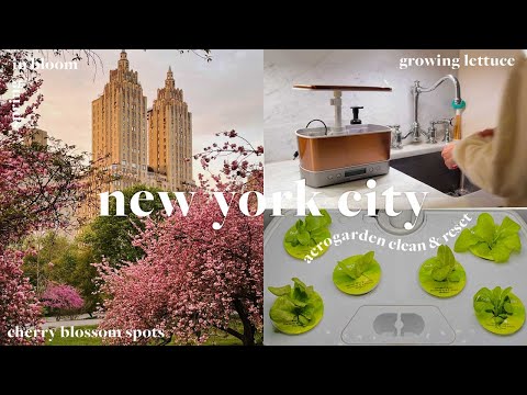 spring in new york, cherry blossom spots, aerogarden clean between plantings + lettuce tips! | vlog
