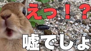 うさぎの〇〇で庭が大変なことになりました　#1007