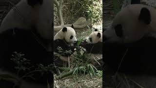 When you're just minding your own business, but everyone just wants a piece of that bam-BOO!