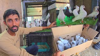 Fancy Kabootar Ka Poora Loft He Kharid Liya 😍 || Kaafi Sare Fancy Pigeon Ho Gaye ❤️ 