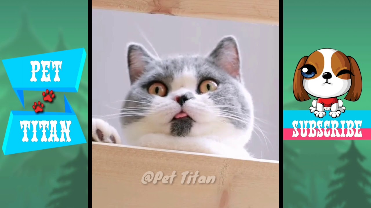 tiktok catchy songs Funny 😂 & Cute😍 Pets 🐾2019🐶 (#14)