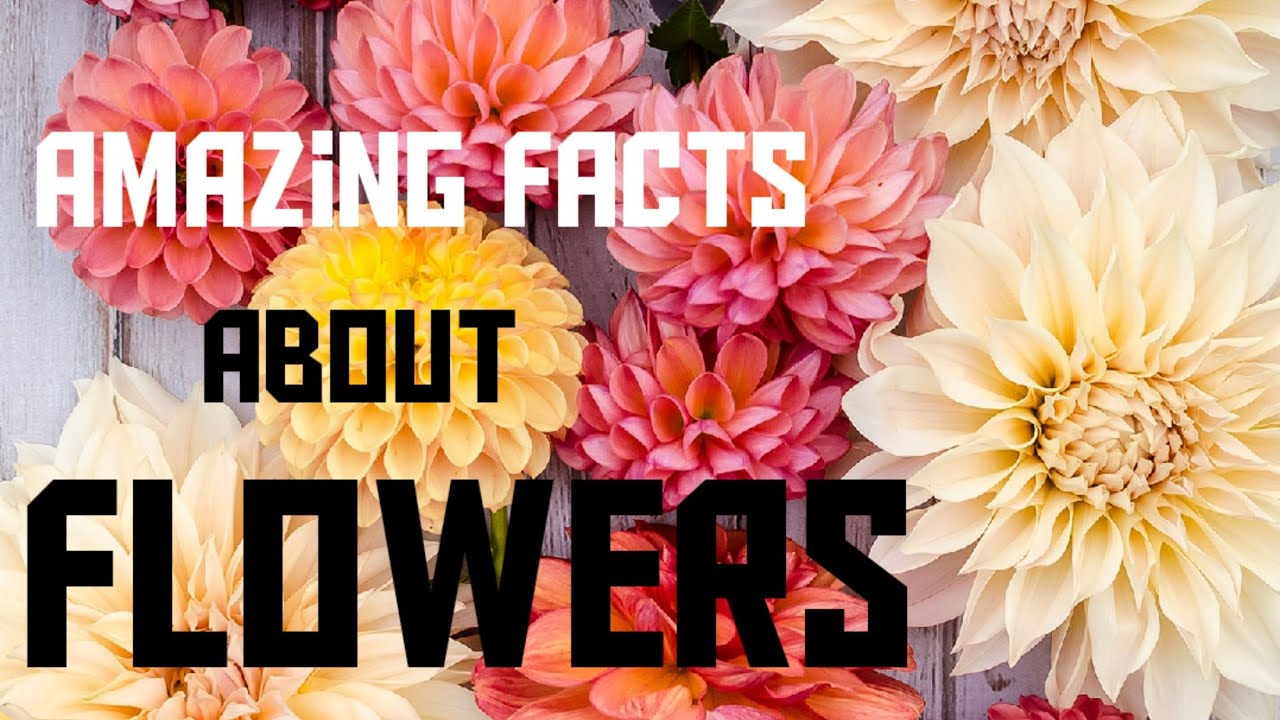 Amazing facts about flowers | interesting facts about flowers