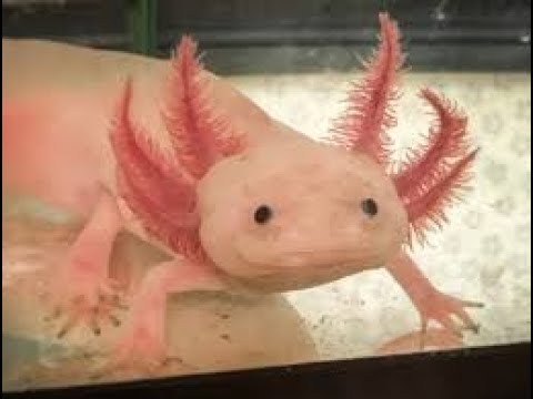 Most Bizarre Animals