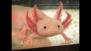 Most Bizarre Animals Kept As Pets by Knowledge Feed 2,771 views 6 years ago 7 minutes, 40 seconds