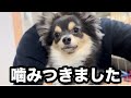 【パニック】天くんが通行人に噛みつきました