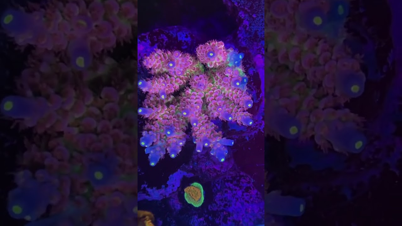 Hypersanity mini colony