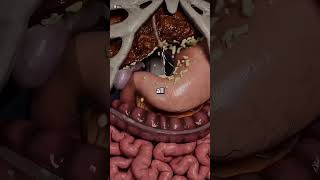 Liver Detox Remedy #shorts #ytshorts #health