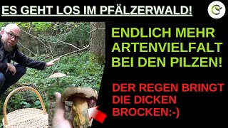 Herbstliche Pilzvielfalt In Der Pfalz Endlich Mehr Pilzarten