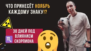 видео: Ноябрь: энергия ♏Скорпиона очищает судьбу. Прогноз для всех знаков картинка: Ноябрь: энергия ♏Скорпиона очищает судьбу. Прогноз для всех знаков