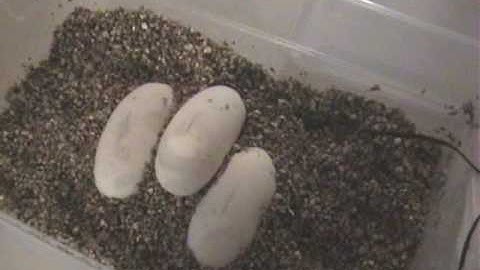 First ball python eggs of the year!