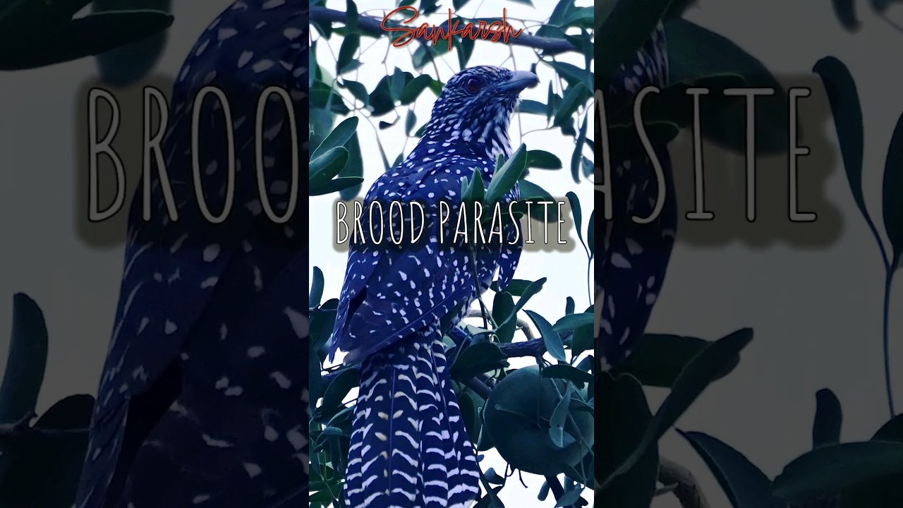 Don't be deceived by the stripes on this bird!!! 