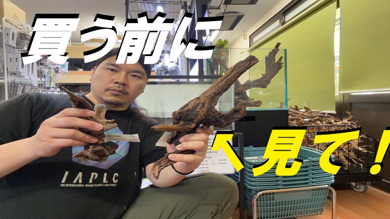 買う前に見て】ADAホーンウッド。使って分かった特徴とは？ - YouTube