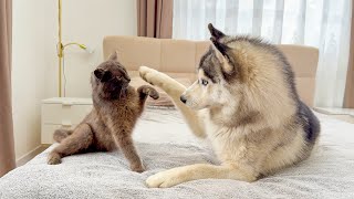 Giant Husky Gets Bullied By Cat! He Just Wants To Play!