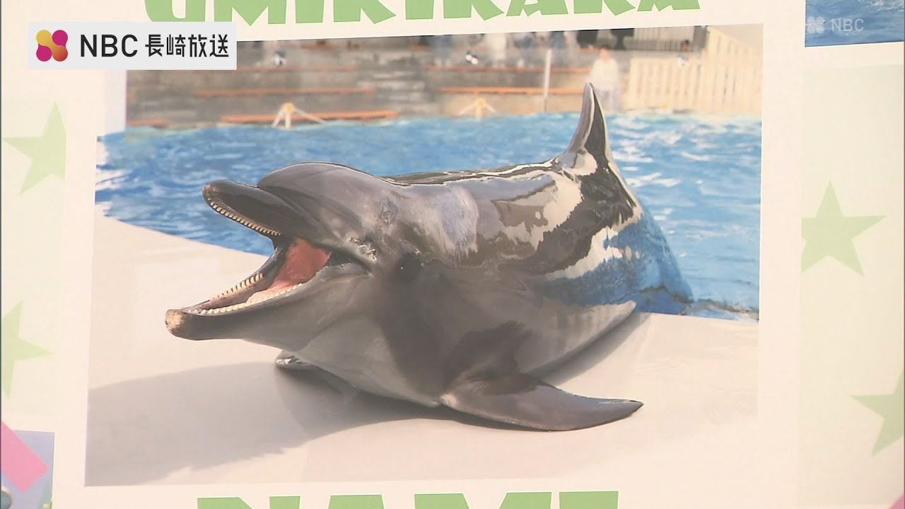 イルカメページ Bottlenose dolphin 