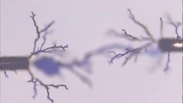 Electropolymerization on wireless electrodes towards conducting polymer microfibre networks