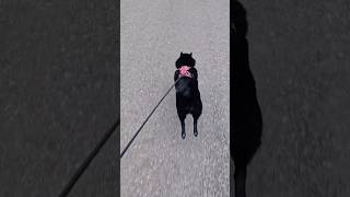 Gotta go fast! #cutedog #dog #doglover #pets #petvideos #shortvideo #schipperke #shorts #cute