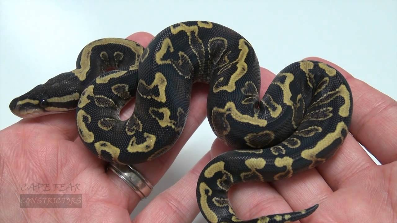 Ball Python Clutch GHI x Yellow Belly! - YouTube