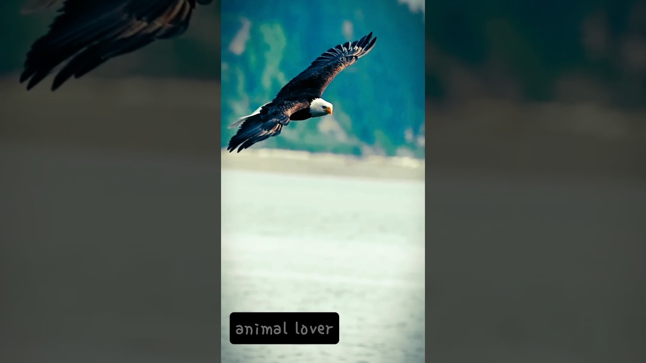 Two Eagles Soaring Together, Holding Each Other in the Sky.💞 